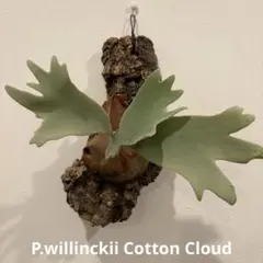 ビカクシダ cotton cloud OC. - メルカリ