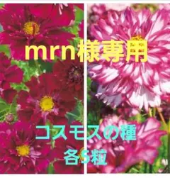 mrn様 リクエスト 2点 まとめ商品