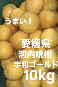 愛媛県産 河内晩柑 宇和ゴール紅ド 柑橘 10kg - メルカリ