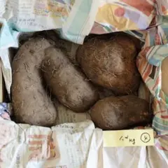 つくね芋 山芋 やまといも 1.2kg（箱込み）_4