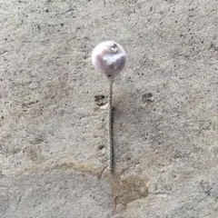 片耳 ステンレスポスト ピアス シェルパール スワロフスキー シルバー チェーン