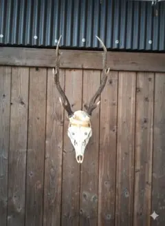 エゾ鹿の角頭蓋骨付き　魔除け　スケルトン エゾ鹿の角頭蓋骨付き 魔除け スケルトン - メルカリ