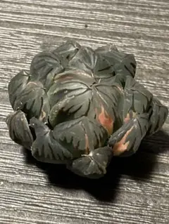 に*。様 ハオルチア オブツーサ錦 水中月錦