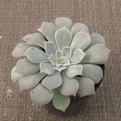 メルカリ便　シャビアナ錦　大苗　ポットごと 2025年最新】シャビアナの人気アイテム - メルカリ