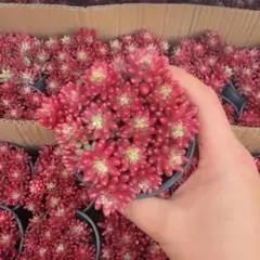 ♡yuiruna♡様 リクエスト 2点 まとめ商品