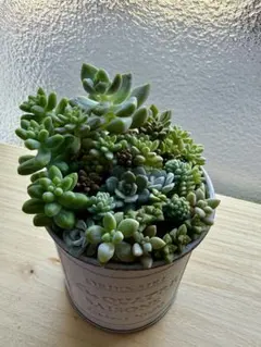 多肉植物 寄せ植え ブリキポット入りのサムネイル