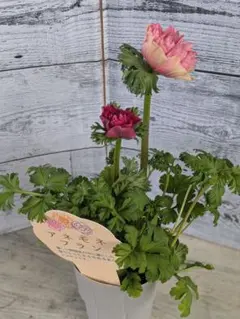 【現品・ポットまま発送】超希少　２株植え　八重咲アネモネフラン④