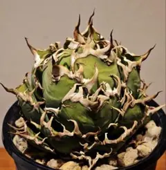 2025年最新】アガベ シーザーの人気アイテム - メルカリ