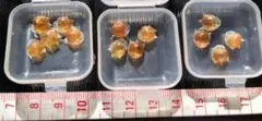 クリイロカメガイ 特選13粒 3ケースセット 透明感あり 大きめ 美品標本 貝殻のサムネイル
