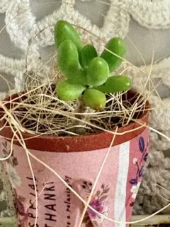 ★多肉植物*可愛い八千代 セダム＊カット苗＊可愛い寄せ植えに♪のサムネイル