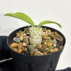 2025年最新】パキポディウムの人気アイテム - メルカリ