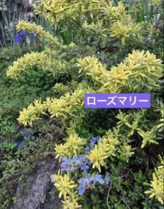 すむちー様 リクエスト 2点 まとめ商品