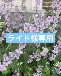 薄紫の花のハーブのサムネイル