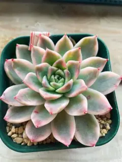 多肉植物 ロウルサンコ苗♡箱詰めセット(メルカリ便) 多肉植物 ロウルサンコ苗♡抜き苗セット - メルカリ