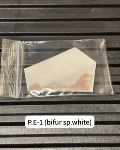 P.E-1 (bifur sp.white) 胞子 ビカクシダ 白ビフのサムネイル
