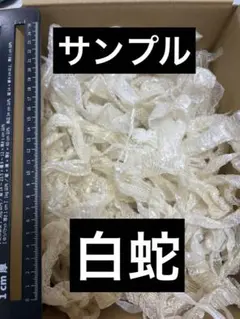 2025年最新】#ヘビの抜け殻の人気アイテム - メルカリ