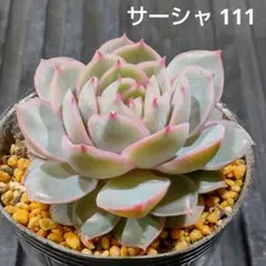 サーシャ 111 エケベリア 多肉植物 抜き苗