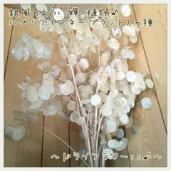のんちゃん様 リクエスト 2点 まとめ商品