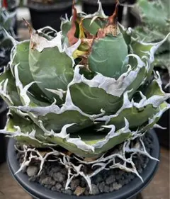 アガベ　まとめ売り 2025年最新】アガベまとめ売りの人気アイテム - メルカリ