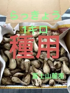 種らっきょう　球根　箱込み２０キロ発送 楽天市場】らっきょう 種 球根 200g 植え付け約10箇所分 茨城