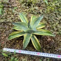 2026年最新】オバティフォリア オルカの人気アイテム - メルカリ