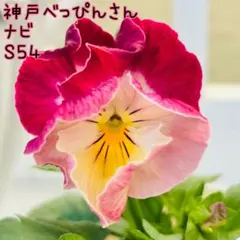 MIYABIさま　Ｓ２３♥神戸べっぴんさん♥超超大人気希少♥花苗ポットごと発送♥ MIYABIさま S23♥神戸べっぴんさん♥超超大人気希少♥花苗ポット