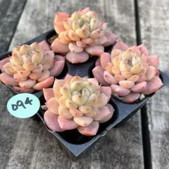 みるきー様 リクエスト 2点 まとめ商品