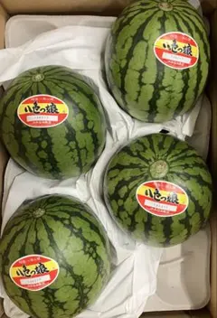 新潟県八色産 西瓜 秀3Lサイズ 2玉入 上村農園 約8kg× 2 玉入１箱 新潟県八色産 西瓜 秀3Lサイズ 2玉入 上村農園 約8kg× 2 玉入1箱