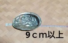 【キラキラ様専用】 アワビ　貝殻　50枚セット　9ｃｍ以上✕6ｃｍ以上