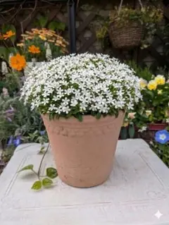 テラコッタ プランター 植木鉢 鉢カバー 夏対策のサムネイル