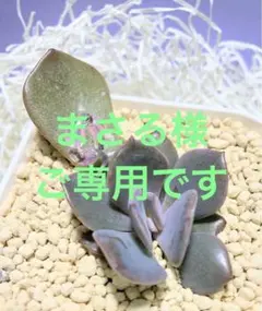 まさる様 リクエスト 2点 まとめ商品