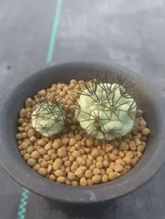 M*X様 マクドガリー 群生 実生 鉢植え メルカリ便送料込み M*X様 マクドガリー 群生 実生 鉢植え メルカリ便送料込み