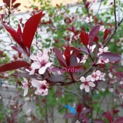 ロン様 リクエスト 2点 まとめ商品