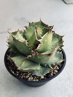 アガベ Agave titanota US Blondie Style of Chika Agave titanota US Blondie Style of Chika - メルカリ
