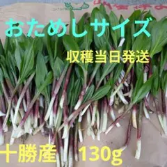 行者ニンニク アイヌネギ　お試しサイズ　十勝産 海沿いの山 滋養強壮　免疫力UPのサムネイル