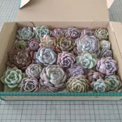 くみくみꕤ︎︎·͜· 即購入可能です様 リクエスト 2点 まとめ商品