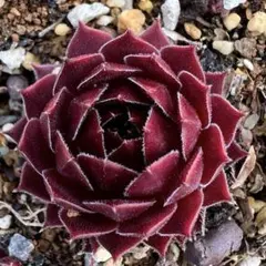 じゅん様 リクエスト 2点 まとめ商品