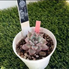 ニコル様 リクエスト 2点 まとめ商品