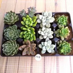 2026年最新】多肉永遠苗の人気アイテム - メルカリ