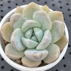 多肉植物　エケベリア フロストフラワーのサムネイル