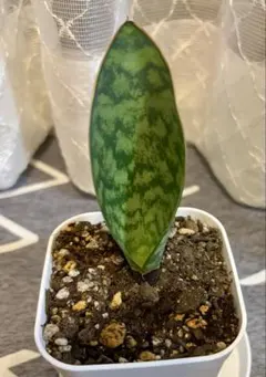 サンスベリア・マッソニアーナ　観葉植物／多肉質／希少種のサムネイル