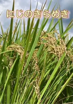 ☆農家直送☆ 静岡県産 令和7年産 にじのきらめき 10kg 精米済 - メルカリ