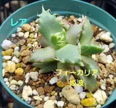フォーカリア姫波のサムネイル
