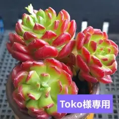 Toko様 リクエスト 2点 まとめ商品