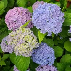 紫陽花 てててまり苗 ✨ネコポス発送✨ - メルカリ