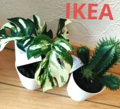 IKEA フェイカ 人工観葉植物　鉢カバー付　モンステラ&サボテン　2点セット⑧のサムネイル