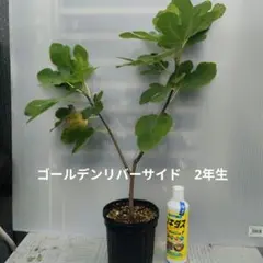 いちじく　大苗　ゴールデンリバーサイドのサムネイル