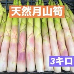 月山筍　根曲がり竹　山形県産　たけのこ　姫竹　凛さん本日採取予定　その62