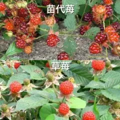 ⭐️木苺苗2種類2株セット⭐️小　苗代苺&草苺抜き苗　木いちごの苗木　ラズベリー