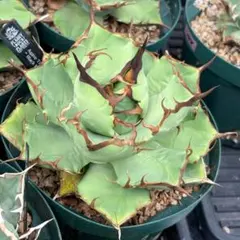 EBO妖炎×狂刺霍利達 抜き苗発送 EBO妖炎×狂刺霍利達 抜き苗発送 - メルカリ